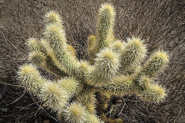 Cholla cactus in Joshua Tree National Park. Photo © Ted Orland.
